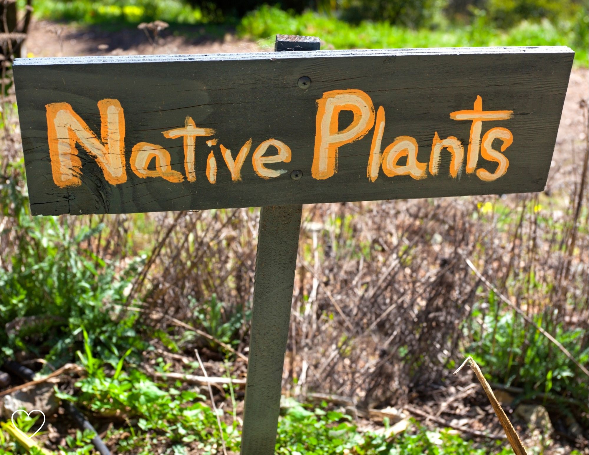 native plants
