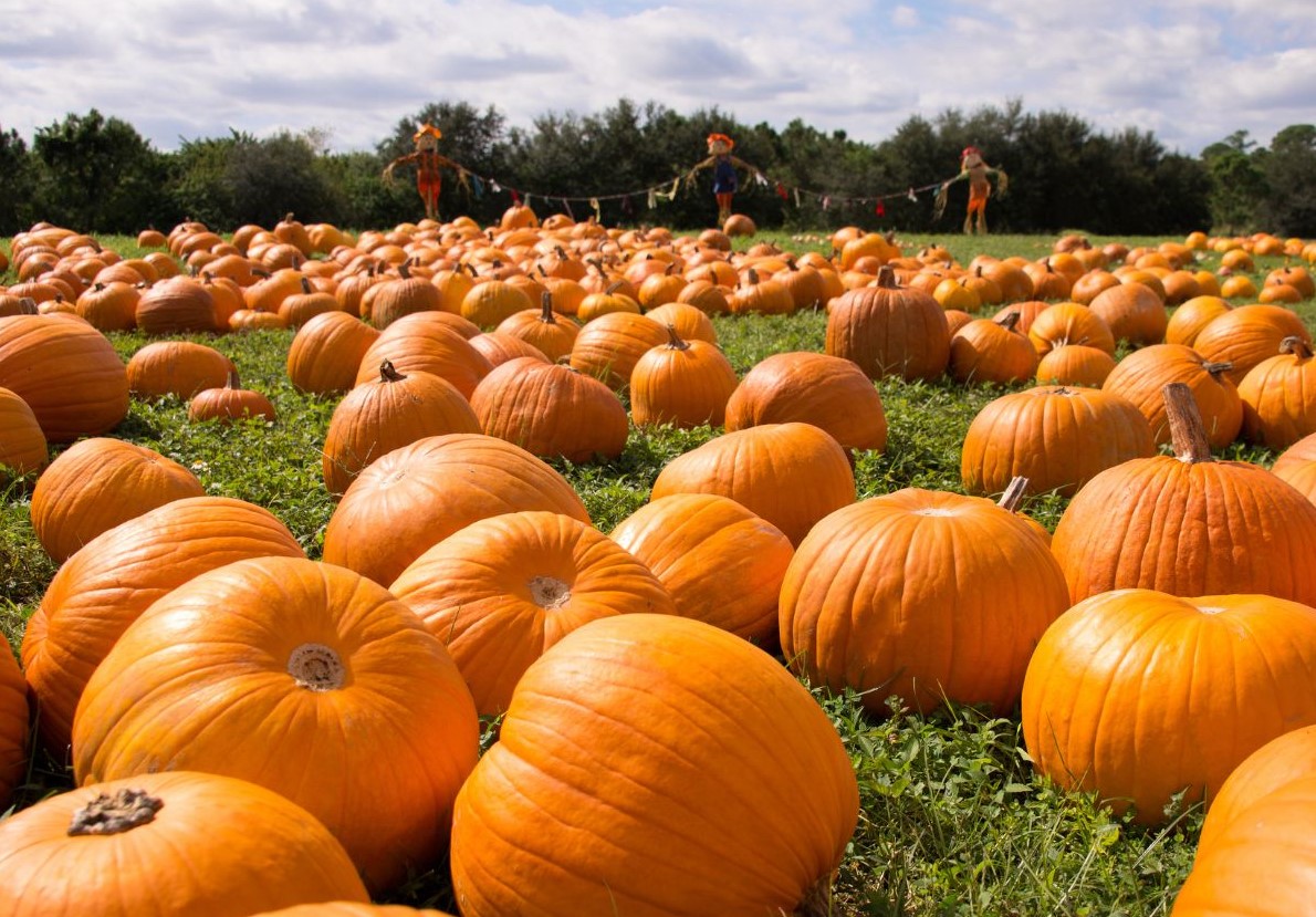 Pumpkin field