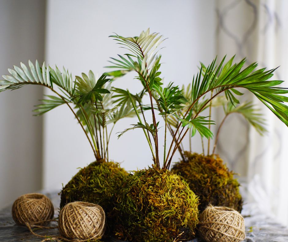 kokedama