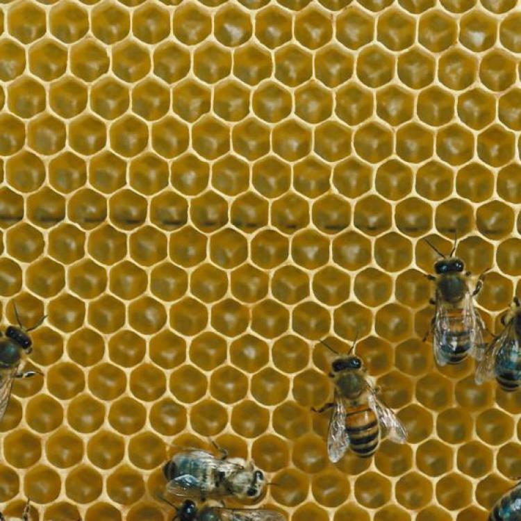  Bees on honeycomb