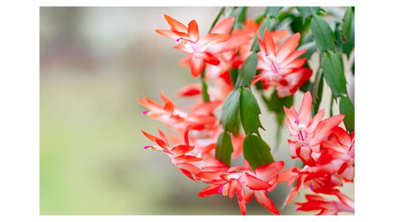 Thanksgiving Cactus