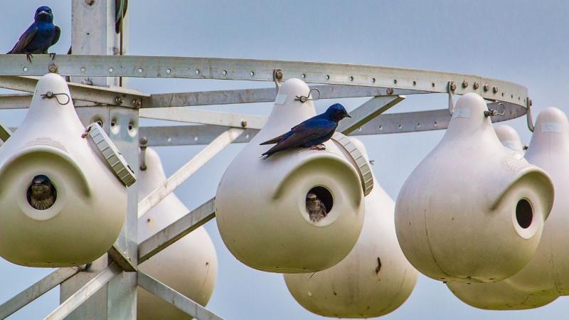 Purple Martin Bird Houses