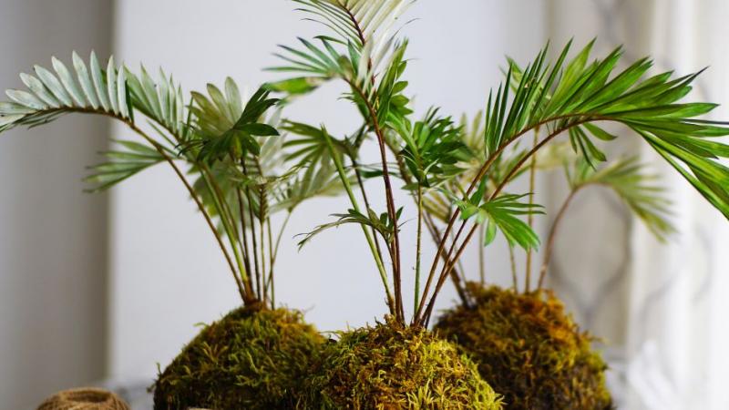 kokedama